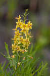 Loomis' yellow loosestrife